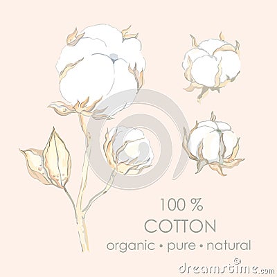 Vector set for design and decoration of a branch of cotton flowers and leaves in a realistic style. Vector Illustration